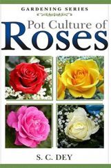 Pot Culture of Roses Pot Culture of Roses
