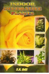 Indoor Decorative Plants Indoor Decorative Plants