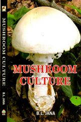 Mushroom Culture Mushroom Culture