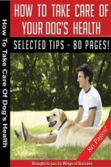 How To Take Care Of Your Dog’s Health How To Take Care Of Your Dog’s Health