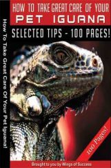 How To Take Great Care Of Your Pet Iguana How To Take Great Care Of Your Pet Iguana