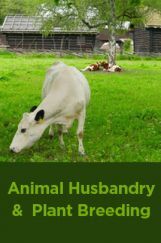 Animal Husbandry And Plant Breeding Animal Husbandry And Plant Breeding