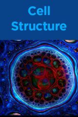 Cell Structure Cell Structure