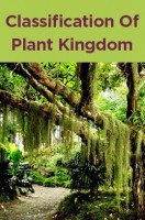 Classification Of Plant Kingdom Classification Of Plant Kingdom