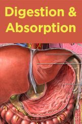 Digestion And Absorption Digestion And Absorption