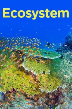 Ecosystem Ecosystem