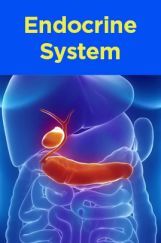 Endocrine System Endocrine System