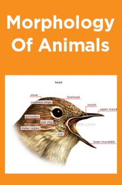 Download Morphology Of Animals by Panel Of Experts PDF Online 2020 Download Morphology Of Animals by Panel Of Experts PDF Online 2020