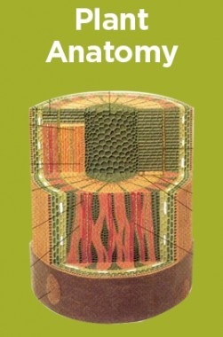 Download Plant Anatomy Pdf Online 2020 By Panel Of Experts