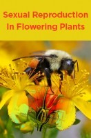 Sexual Reproduction In Flowering Plants Sexual Reproduction In Flowering Plants
