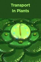 Transport In Plants Transport In Plants