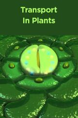 Transport In Plants Transport In Plants