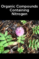 Organic Compounds Containing Nitrogen Organic Compounds Containing Nitrogen