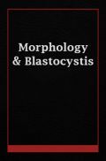 Morphology And Blastocystis Morphology And Blastocystis