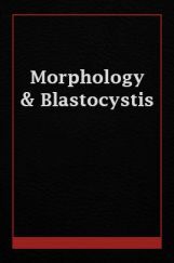 Morphology And Blastocystis Morphology And Blastocystis