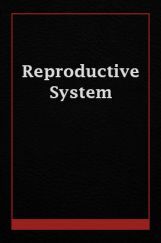 Reproductive System Reproductive System