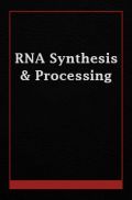 RNA Synthesis And Processing RNA Synthesis And Processing