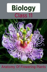 Biology-Anatomy Of Flowering Plants Class11 Biology-Anatomy Of Flowering Plants Class11