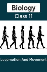 Biology-Locomotion And Movement Class11 Biology-Locomotion And Movement Class11
