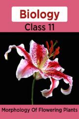 Biology-Morphology Of Flowering Plants Class11 Biology-Morphology Of Flowering Plants Class11