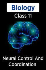 Biology-Neural Control And Coordination Class11 Biology-Neural Control And Coordination Class11