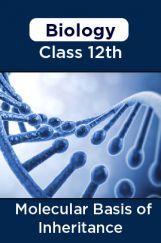 Biology - Molecular Basis Of Inheritance Class 12th Biology - Molecular Basis Of Inheritance Class 12th