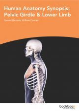 Human Anatomy Synopsis Pelvic Girdle And Lower Limb Human Anatomy Synopsis Pelvic Girdle And Lower Limb