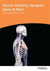 Humane Anatomy Synopsis Spine And Neck Humane Anatomy Synopsis Spine And Neck
