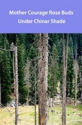 Mother Courage Rose Buds Under Chinar Shade Mother Courage Rose Buds Under Chinar Shade