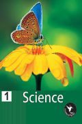 Holy Faith Humming Bird Science-1 Holy Faith Humming Bird Science-1