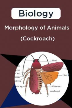 Biology-Morphology Of Animals (Cockroach)