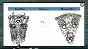 Anatomy of Flowering Plants - Difference Between Dicot And Monocot Stem (Session 7)