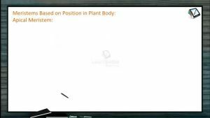 Anatomy of Flowering Plants - Meristems Based On Position In Plant Body (Session 1)