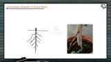 Anatomy of Flowering Plants - Secondary Growth In Dicot Root (Session 10) Anatomy of Flowering Plants - Secondary Growth In Dicot Root (Session 10)
