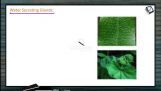 Anatomy of Flowering Plants - Special Tissues Part 2 (Session 4) Anatomy of Flowering Plants - Special Tissues Part 2 (Session 4)