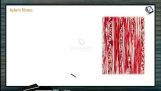 Anatomy of Flowering Plants - Xylem Fibres And Parenchyma (Session 3) Anatomy of Flowering Plants - Xylem Fibres And Parenchyma (Session 3)