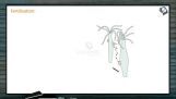Animal Kingdom - Fertilisation And Development In Cnidaria (Session 4) Animal Kingdom - Fertilisation And Development In Cnidaria (Session 4)