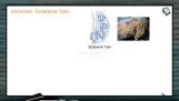 Animal Kingdom - Leuconoid Type Of Canal System (Session 1) Animal Kingdom - Leuconoid Type Of Canal System (Session 1)