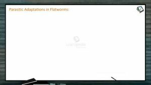 Animal Kingdom - Parasitic Adaptations In Flatworms (Session 6)