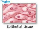 Class 9 Biology - Animal Tissue - Epithelial Tissue Video by Let's tute Class 9 Biology - Animal Tissue - Epithelial Tissue Video by Let's tute