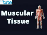 Class 9 Biology - Animal Tissue - Muscular Tissue Video by Let's tute Class 9 Biology - Animal Tissue - Muscular Tissue Video by Let's tute