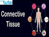 Class 9 Biology - Animal Tissues - Connective Tissue Video by Let's tute Class 9 Biology - Animal Tissues - Connective Tissue Video by Let's tute