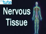 Class 9 Biology - Animal Tissues - Nervous Tissue Video by Let's tute Class 9 Biology - Animal Tissues - Nervous Tissue Video by Let's tute