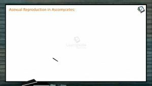 Biological Classification - Asexual Reproduction In Ascomycetes (Session 9)