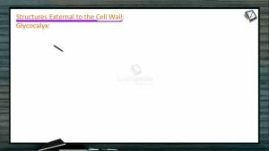 Biological Classification - Structures External To The Cell Wall (Session 1)