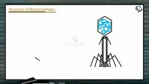 Biological Classification - Structures Of Bacteriophage And Influenza Virus (Session 4)