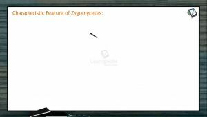 Biological Classification - Zygomycetes Characteristics (Session 8)