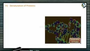 Biomolecules - Denaturation Of Proteins (Session 4 & 5)