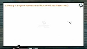 Biotechnology - Culturing Transgenic Bacterium To Obtain Products (Session 2)