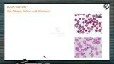Body Fluids And Circulation - Blood Platelets And Thrombocytes (Session 2) Body Fluids And Circulation - Blood Platelets And Thrombocytes (Session 2)